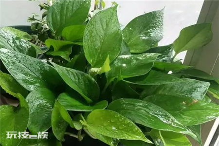 什么花喜欢啤酒浇花(3种花喜欢用啤酒浇灌)-图片7